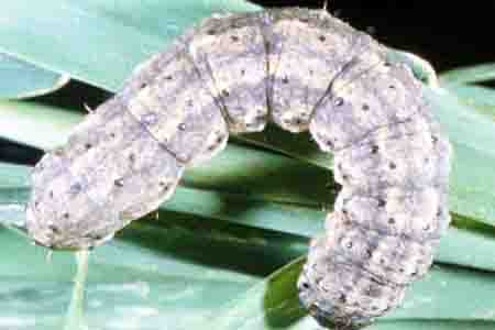 Gusanos grises