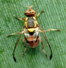 Mosca de Malasia