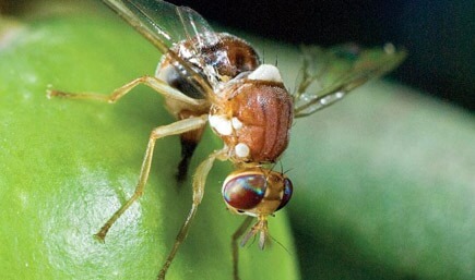 Mosca del olivo