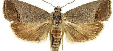 Carpocapsa