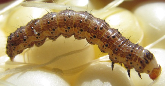 Orugas