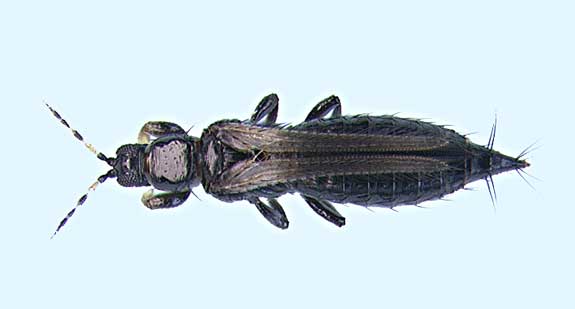 Megalurothrips sjostedti