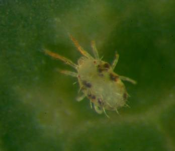 Mononychellus tanajoa