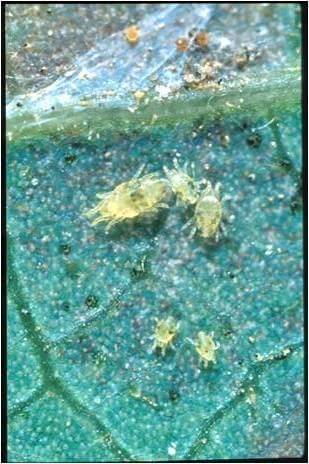 Oligonychus perseae