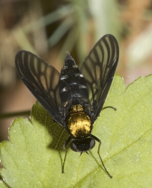 Rhagoletis pomonella