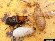 Rhynchophorus ferrugineus