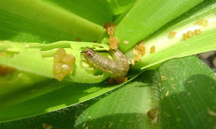 Spodoptera frugiperda