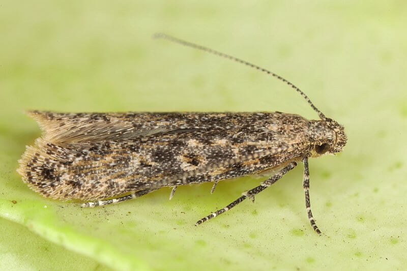 Tuta absoluta